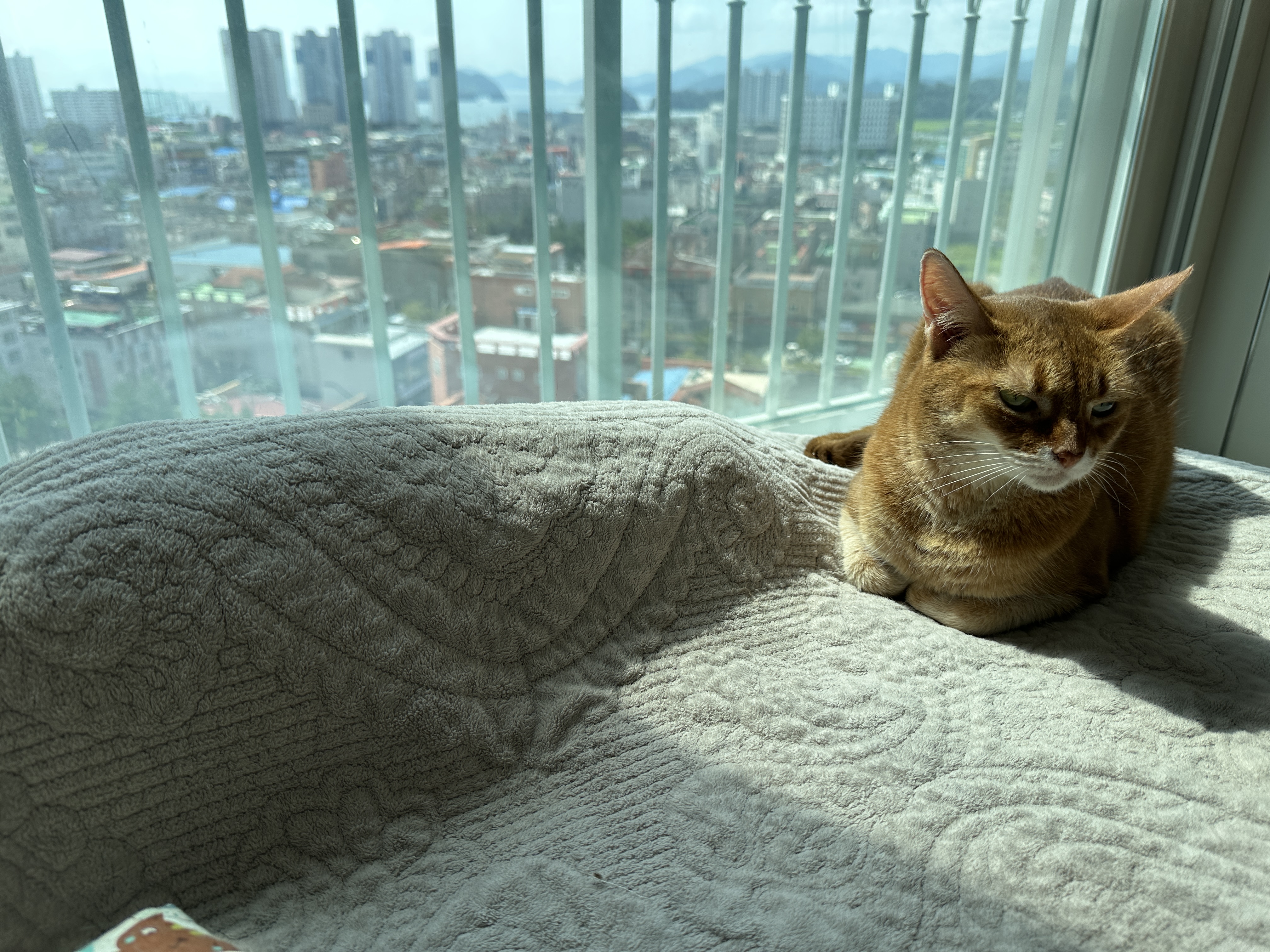 이불_아래에서_신경질적으로_냥냥거리는_건이와_옆에_자리잡고_엎드려있는_루나