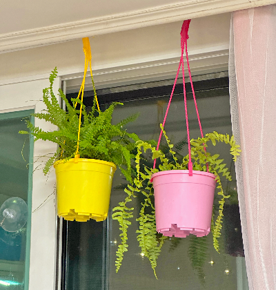 더피고사리 잎타는 이유