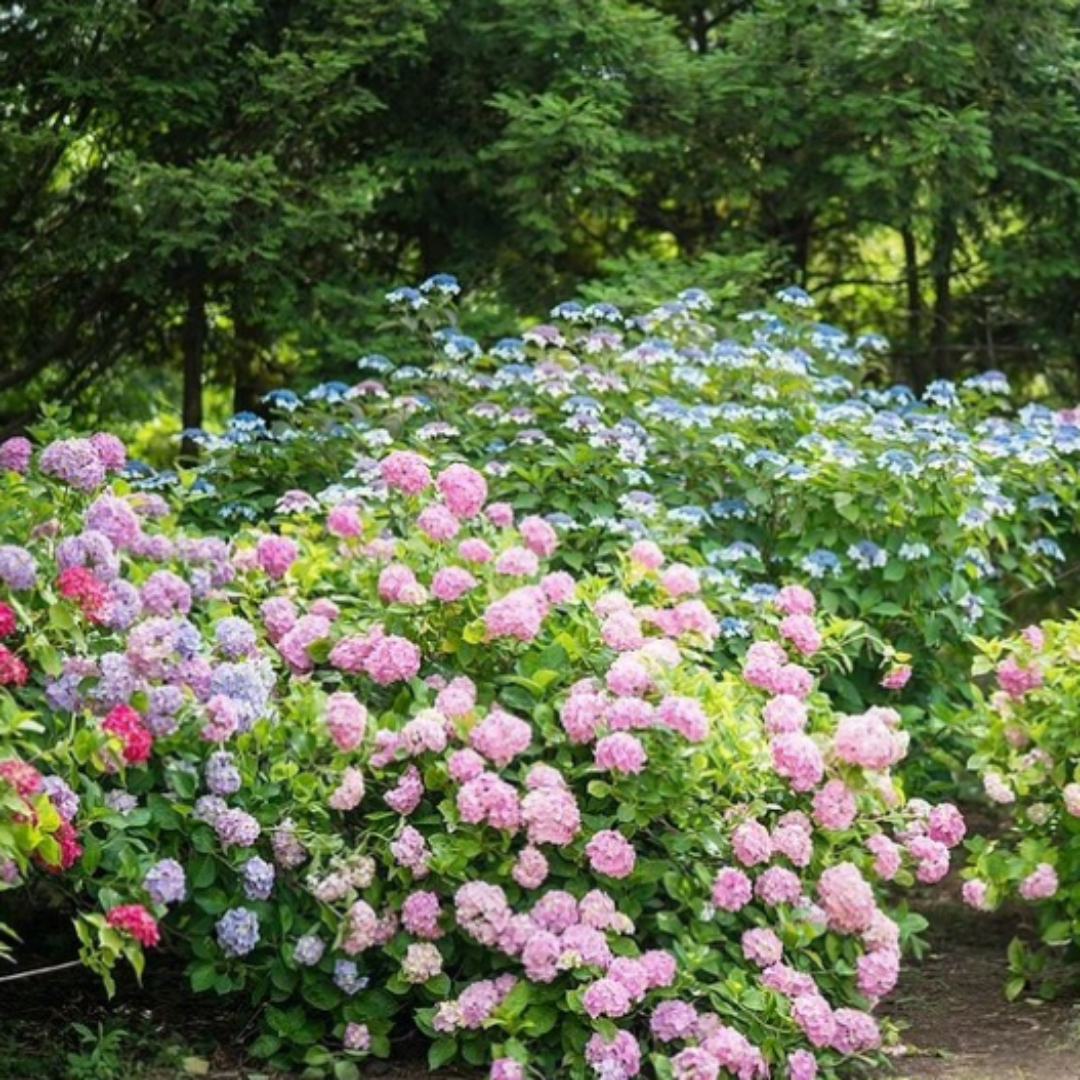 한림공원수국축제