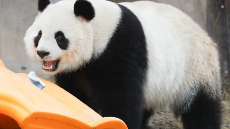 상하이 와일드 애니멀 파크 티켓 예매 할인 중국 절약여행