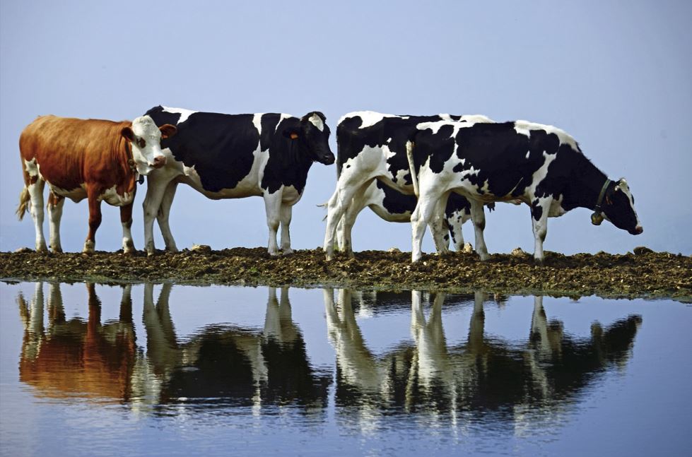 2026년 소띠 운세 총정리