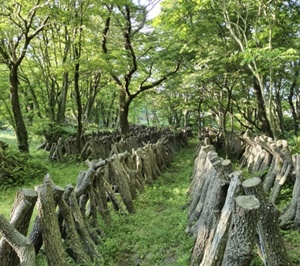 임업경영체 등록 조건 신청