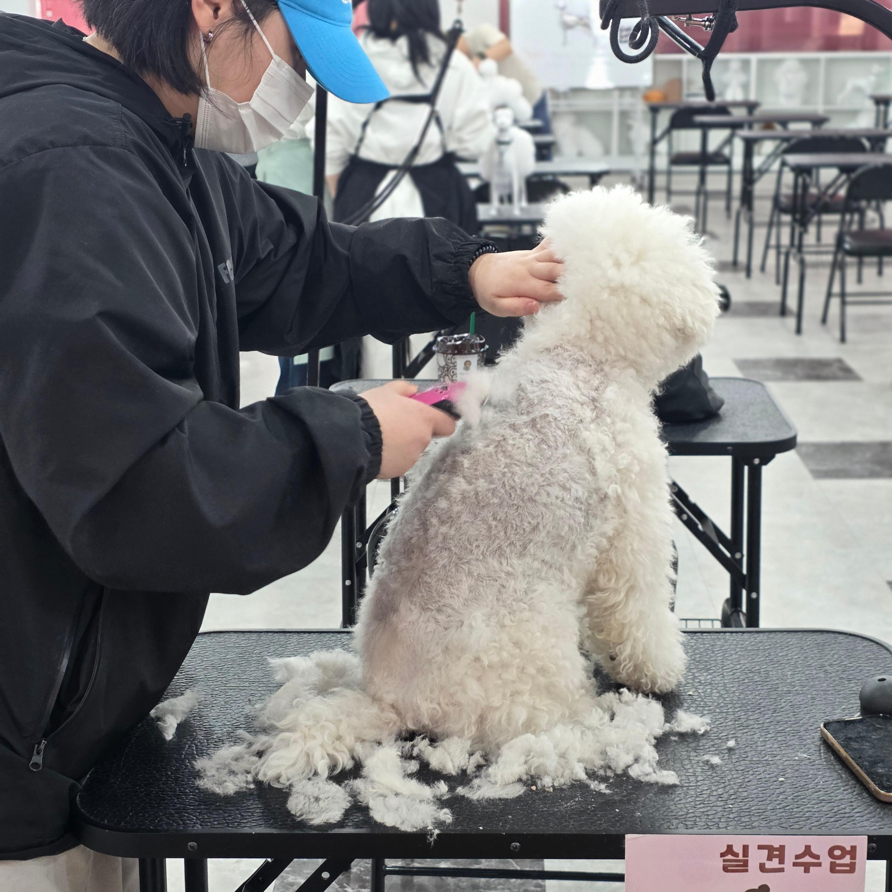 진주애견미용학원
