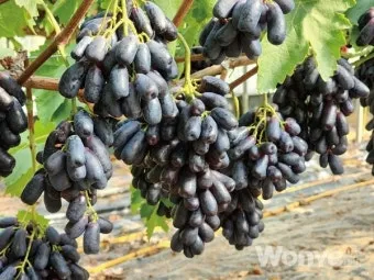 블랙커런트 재배 전정 관리 통풍 확보 병해 줄이기_9