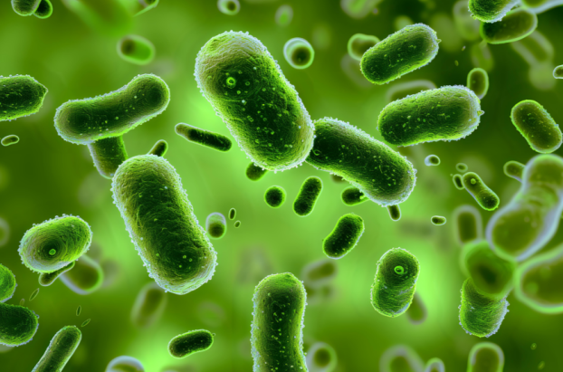 대장균 (Escherichia coli, E. coli)