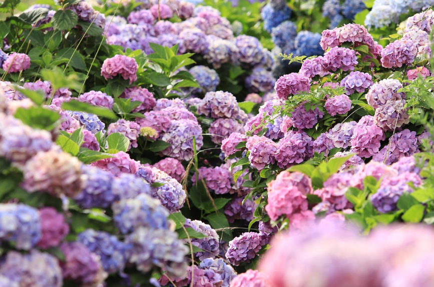 수국, 수국을 차로 마셨을때 향과 맛 그리고 효능