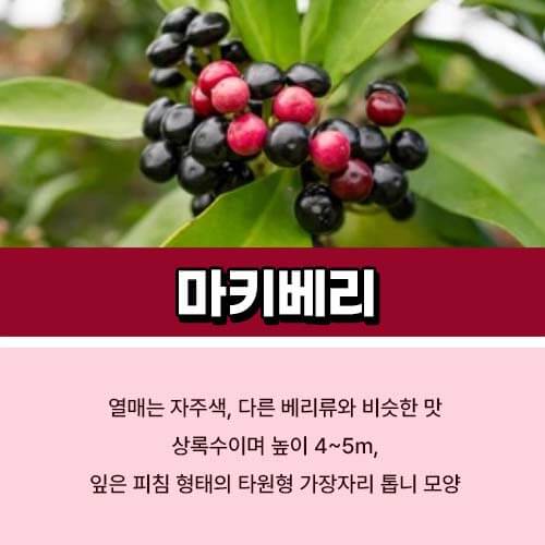 마키베리