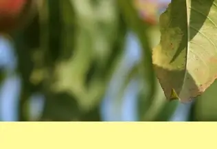 조치원 복숭아축제