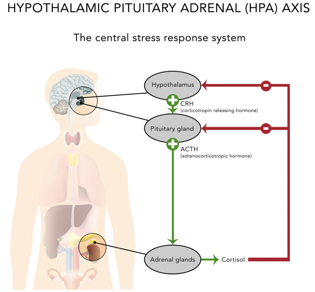 부신 호르몬 피드백 기전