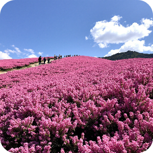 황매산 철쭉 만개 이미지