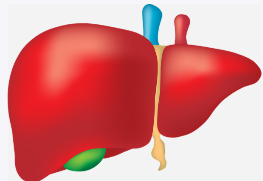 간에 좋은 음식