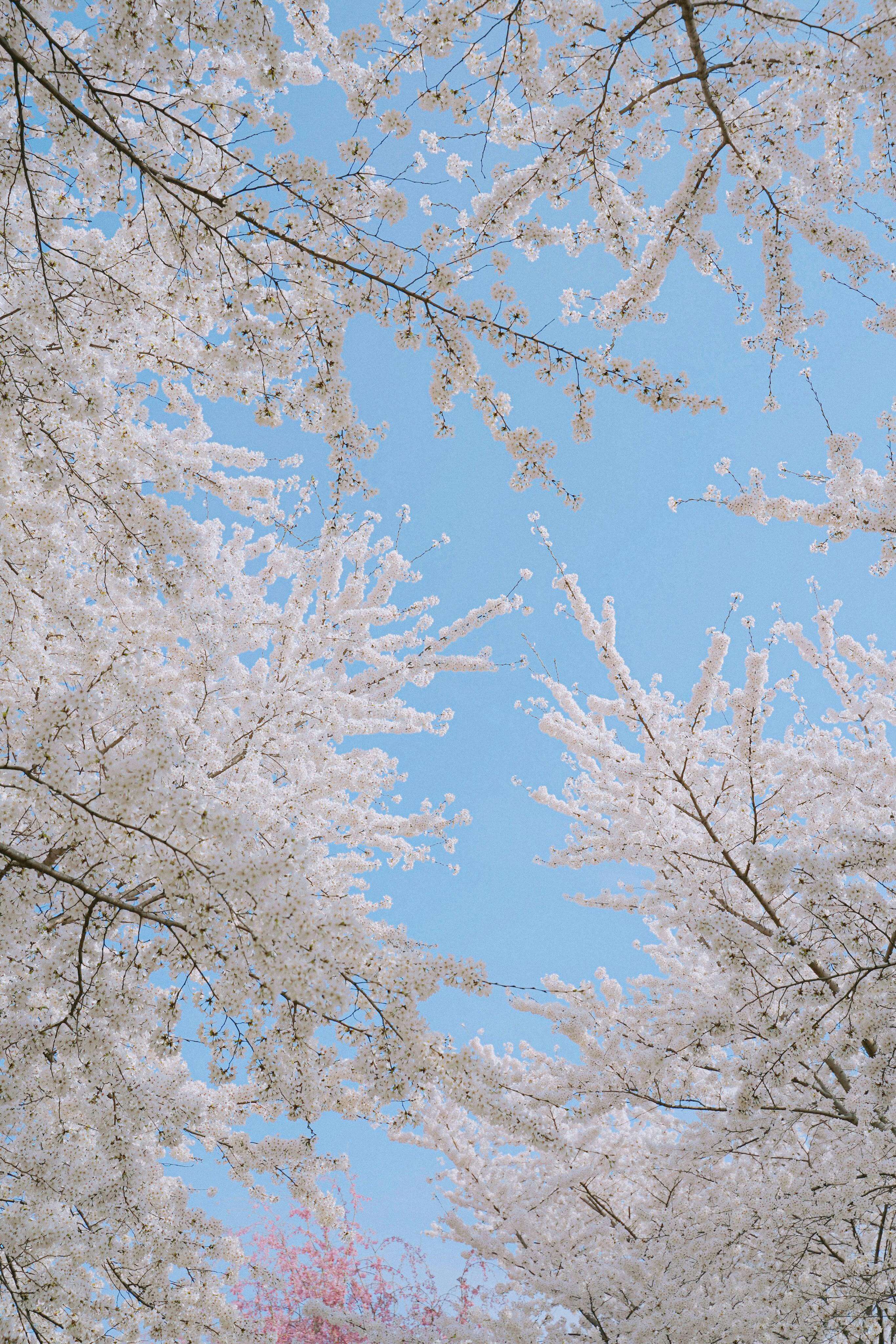 서울대 공원 벚꽃축제