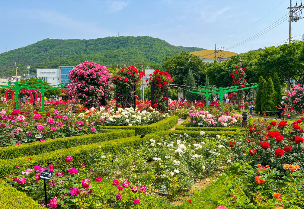 이곡장미공원1