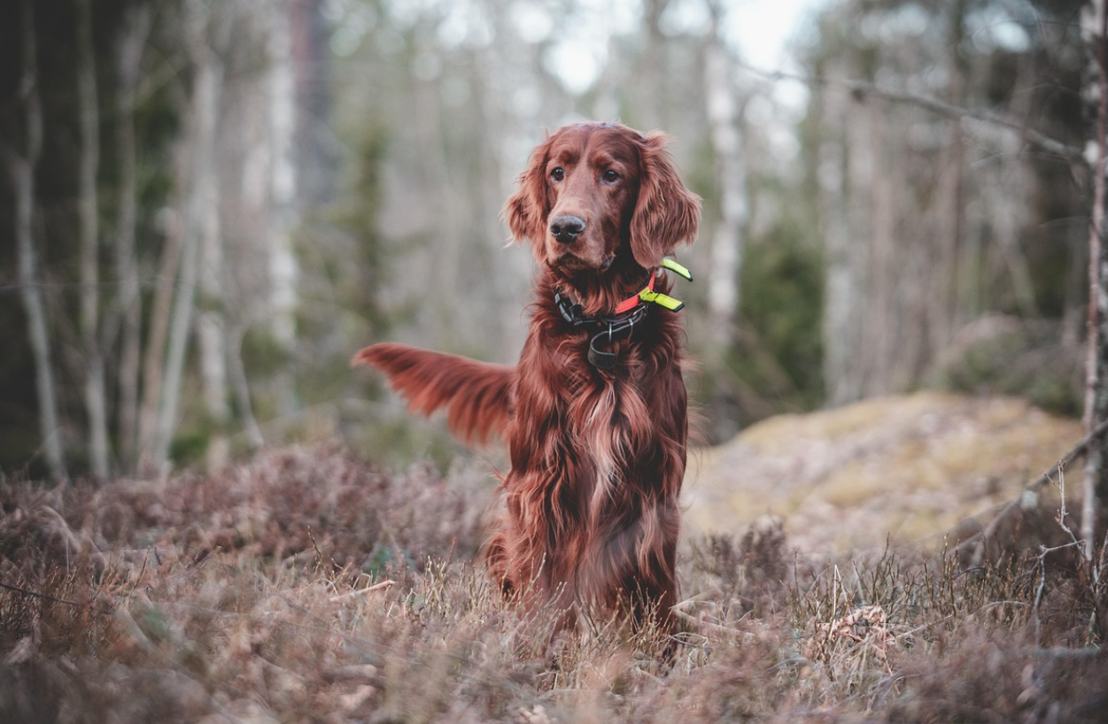 반려견이 한쪽 앞발을 들어 올리는 행동: 호기심과 불안 사이의 미묘한 경계선