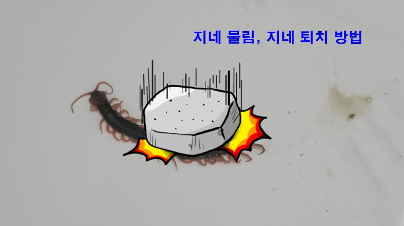 지네-사진