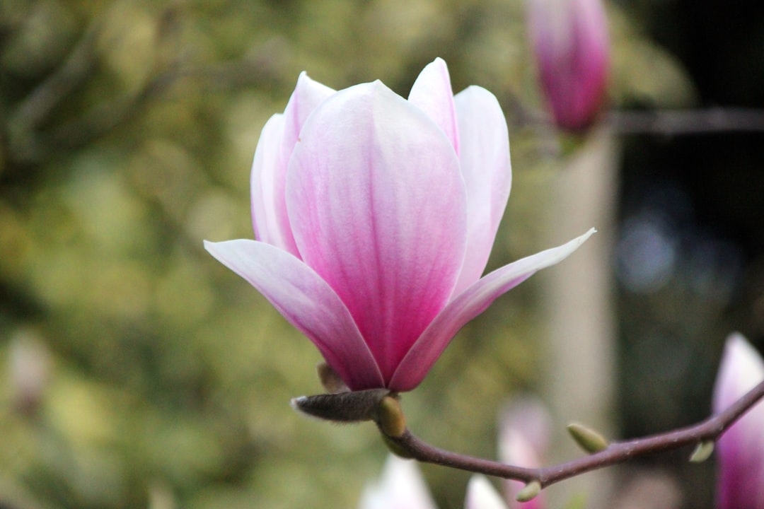 Magnolia