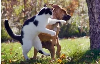 개 고양이 트라조돈 약물 사용 가이드와 주의사항 정리_11