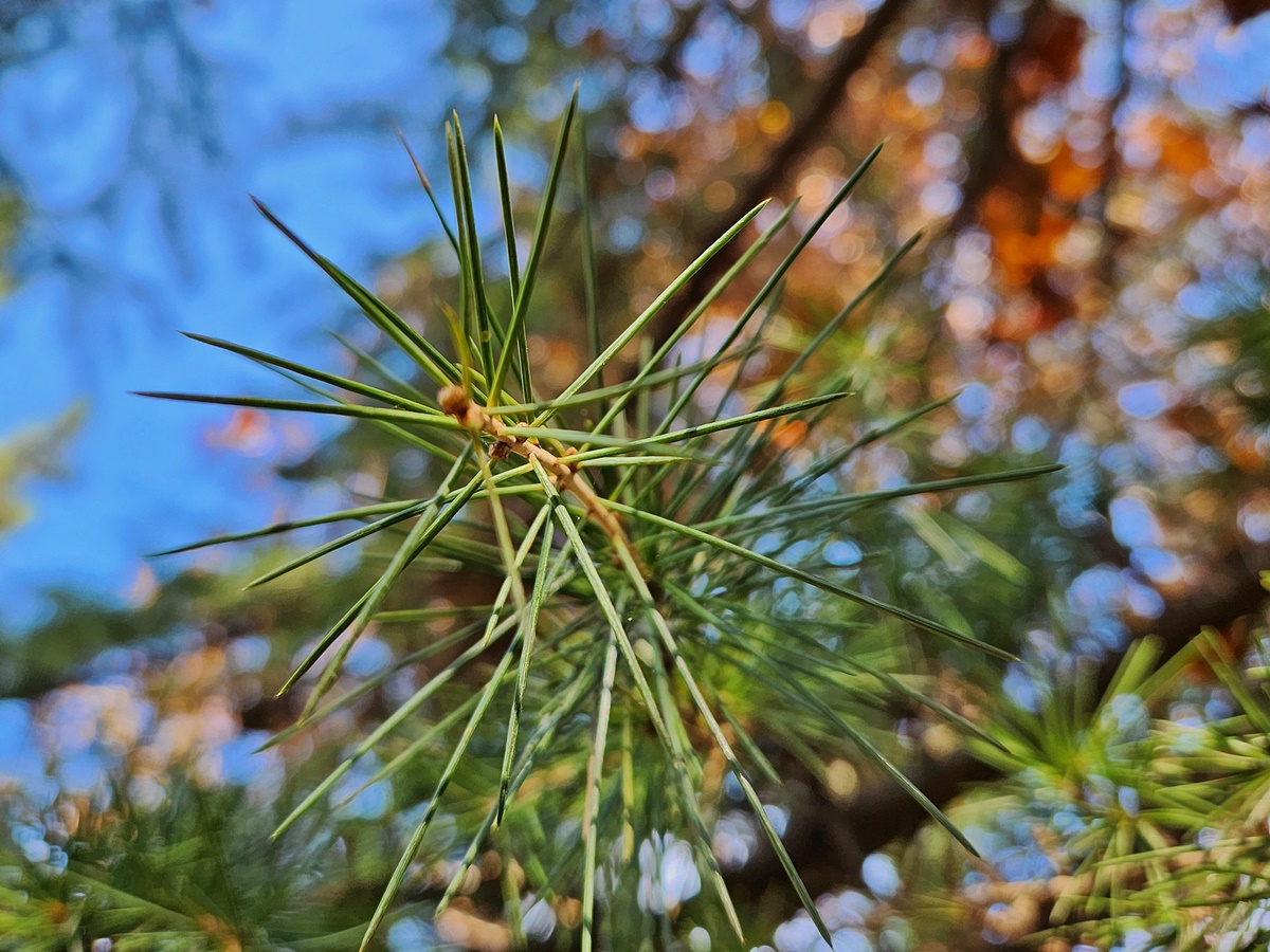 개잎갈나무(히말라야시다)