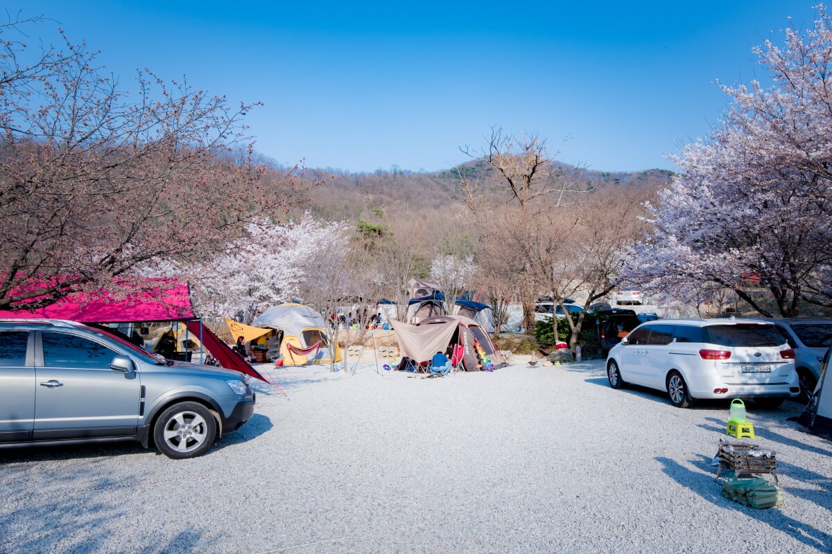 벚꽃 캠핑장