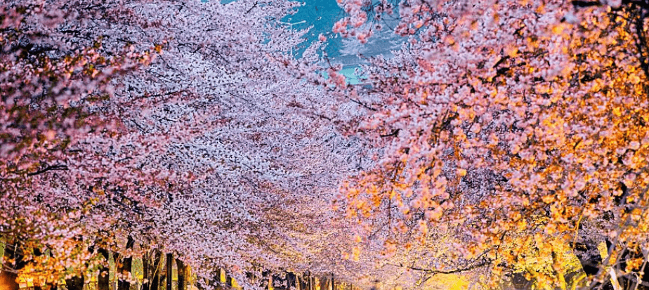 경남 벚꽃여행지 추천 5곳