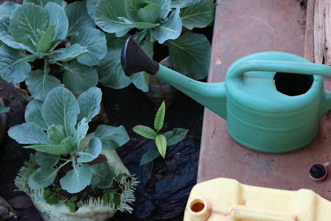 Cabbage.