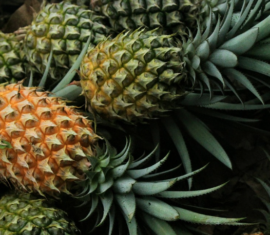 단백질 분해를 촉진해주는 파인애플