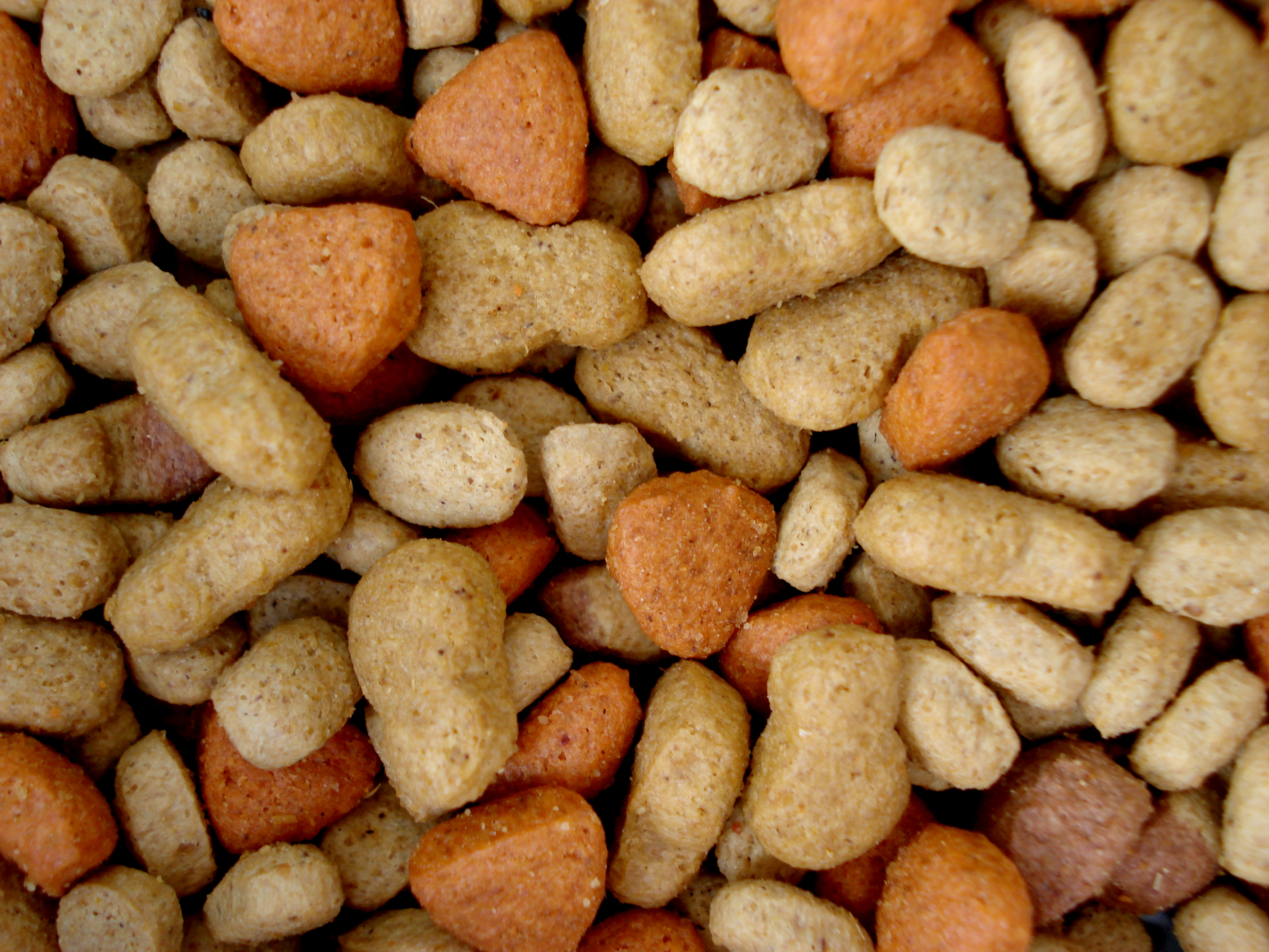 반려동물에게 독이 되는 음식 사진