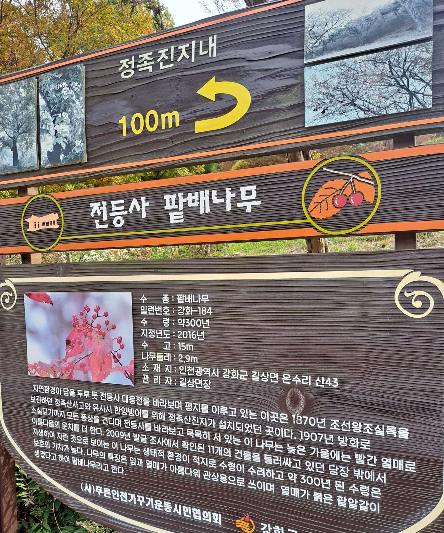 전등사 팥배나무