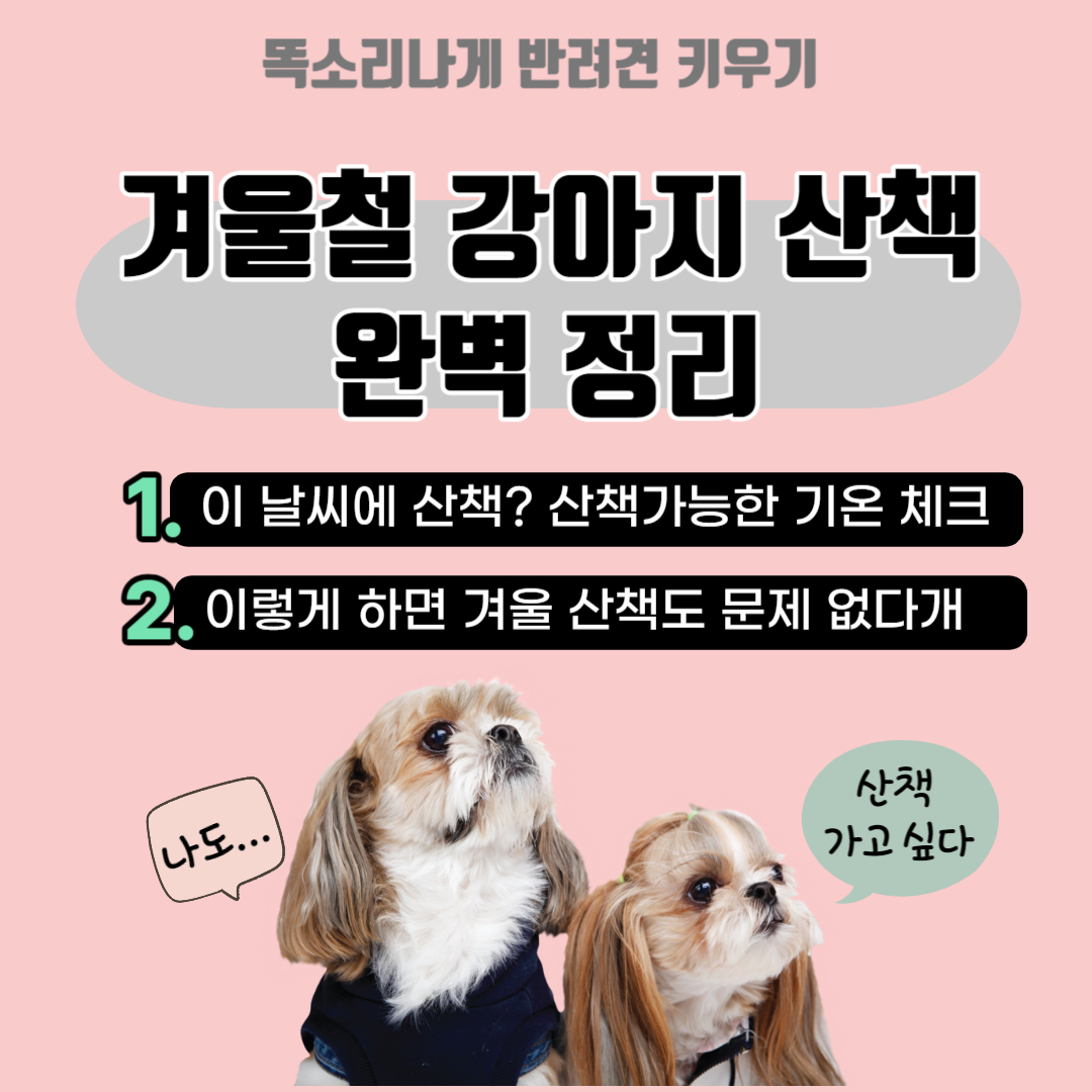 강아지 겨울철 산책
