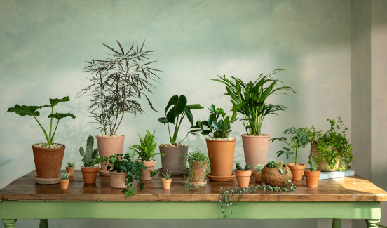 플랜테리어 식물