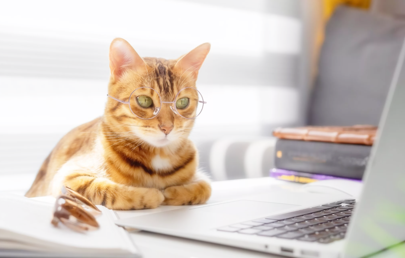 단백질 함량 높은 고양이 사료 추천