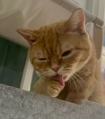 캣타워 위에 앉아 앞발을 혀로 핥으며 꼼꼼하게 그루밍을 하고 있는 치즈 고양이 뽀리