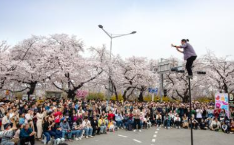 여의도 벚꽃축제 일정
