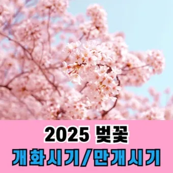벚꽃 개화 실시간 확인 cctv_5
