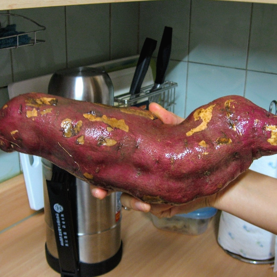 무식하게 큰 고구마