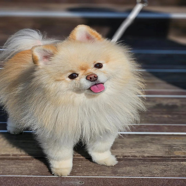 2026년 개띠 신년운세 무료보기