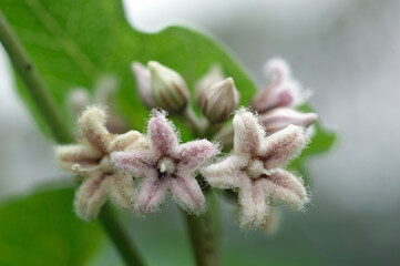 박주가리 효능과 먹는 방법과 부작용에 대해 알아봤습니다.