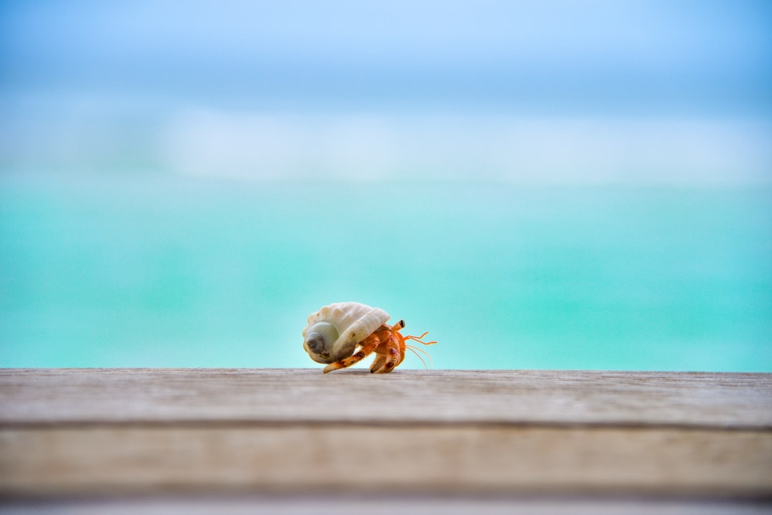 Crab