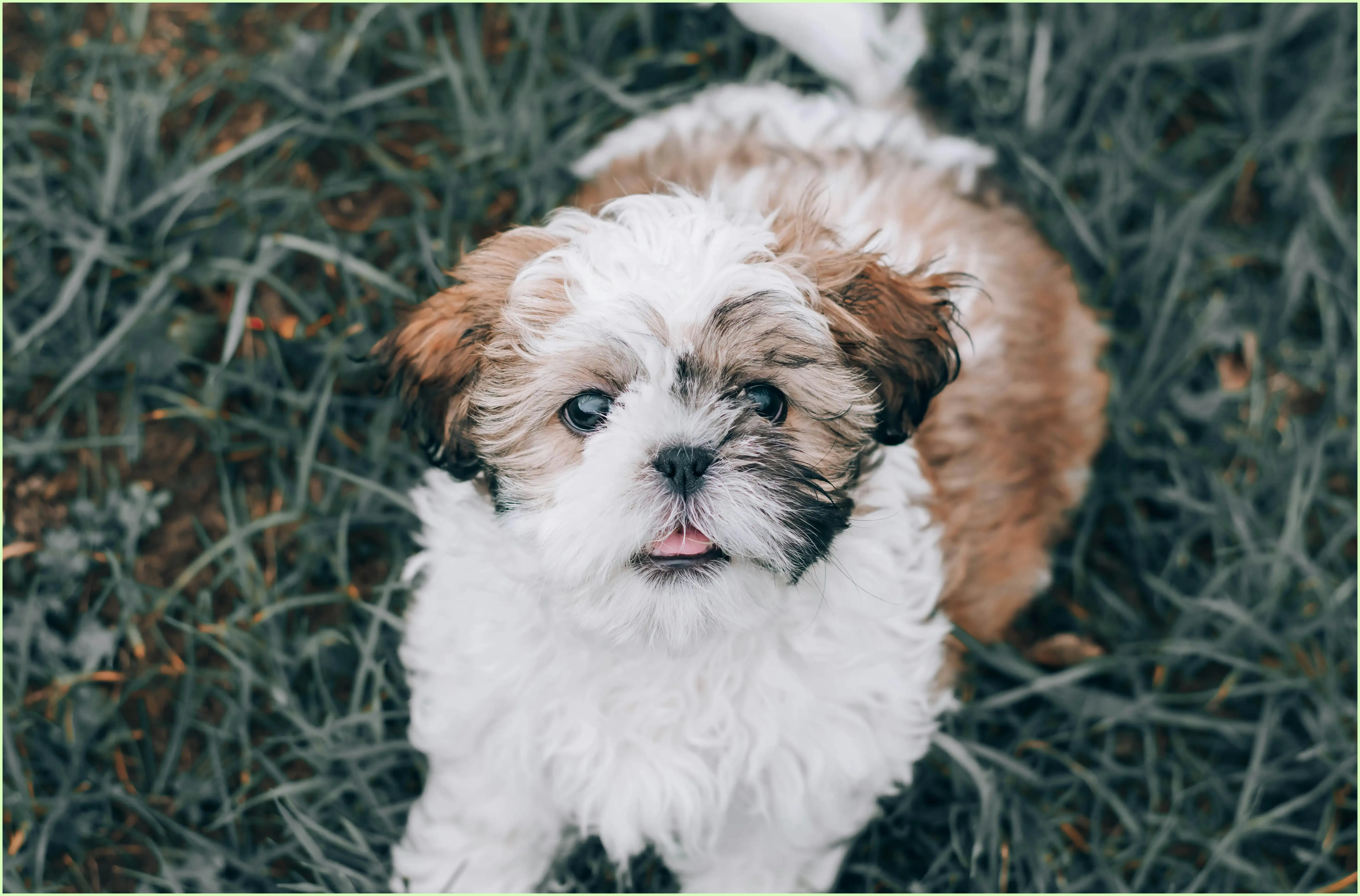 강아지 귤 먹어도 되나요? 소량 급여와 안전한 급여법