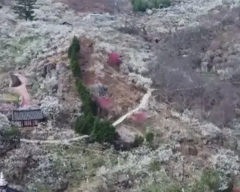 광양 매화축제_26