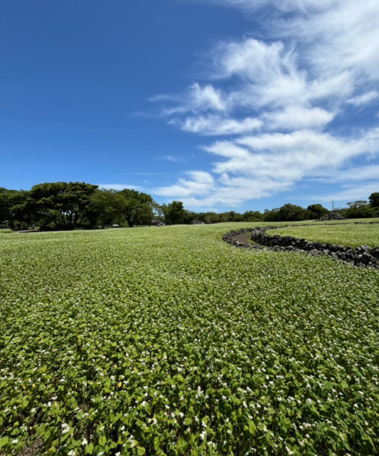 제주 조천읍 맛집 메밀꽃 와흘리 함덕해수욕장