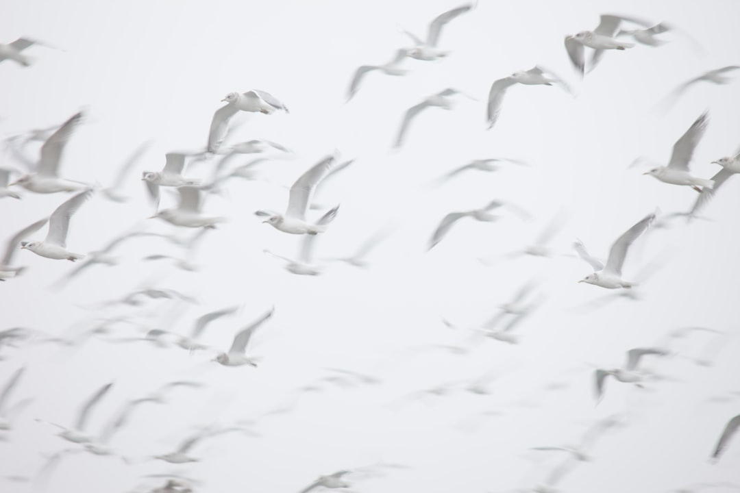 Flight