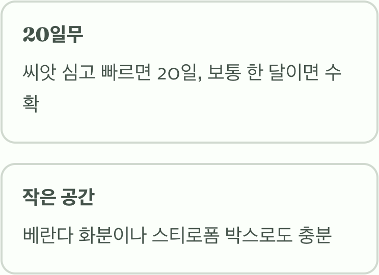 텃밭의 단거리 선수, 래디쉬