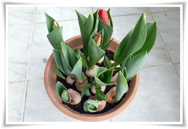 "튤립" 매력적인 봄의 대표적인 꽃, 튤립의 매력!