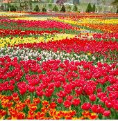 억만송이 봄꽃의 향연! 2025 피나클랜드 봄꽃축제