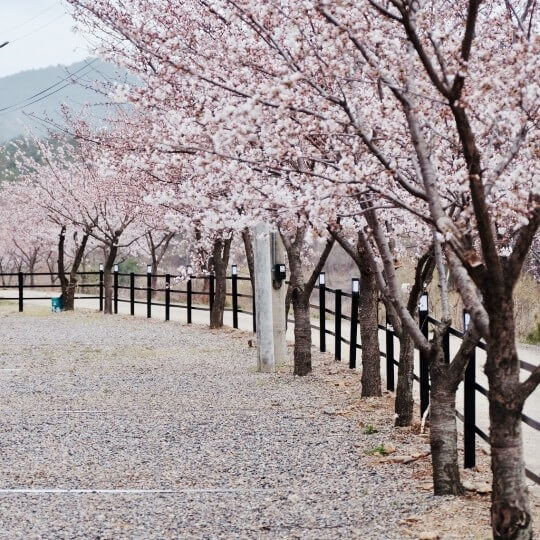 벚꽃 캠핑장