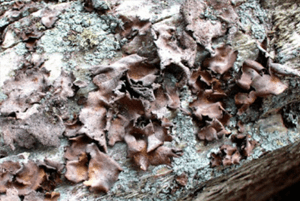 석이버섯 효능03