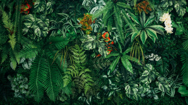 고양이와 함께 키워도 안전한 반려식물