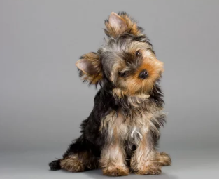 요크셔 테리어/출처:어도비스톡