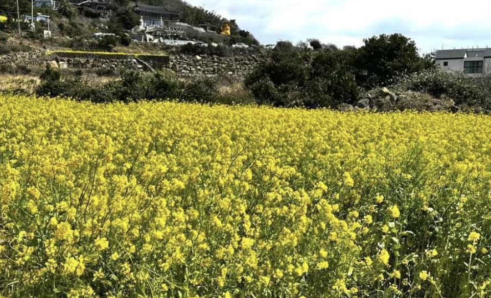 제주 용머리해안 주변 노란 유채꽃밭 전경
